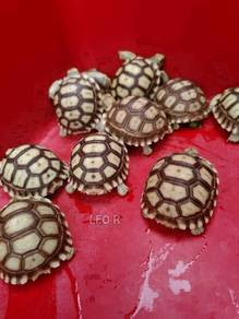African Spurred Tortoise / Sulcata / Kura-kura