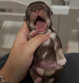 Chihuahua