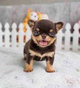 CHIHUAHUA PUPPIES CH253🌷 Head Apple