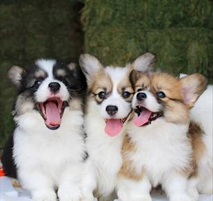 corgi puppies g