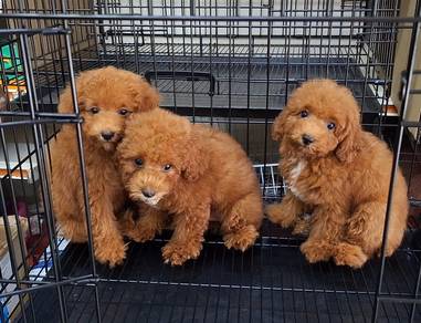 Maltipoo 