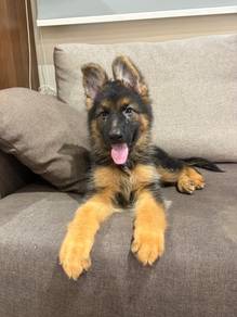 German shepherd puppy