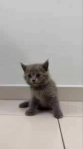 British Shorthair Kittens for Sale