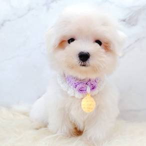 Maltese