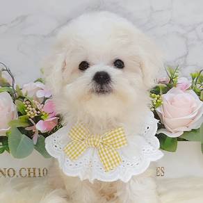 Bichon Frise
