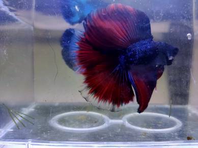 Ikan Laga Betta Fish Double Tail