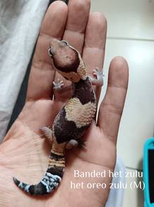 african fat tailed gecko 