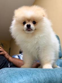 Tiny Pomeranian