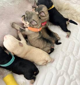 Schnauzer