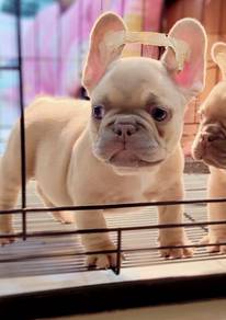 FRENCH BULLDOG PUPPIES 🌻VIP47 Boy