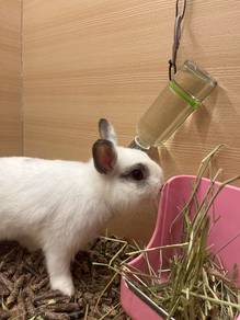 Rabbit ( Netherland Dwarf)