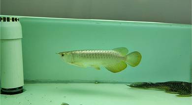Arowana MGBB 8inchi