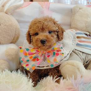 Poodle