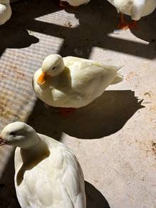 Call Duck