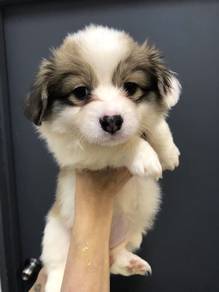 Long-haire Corgi