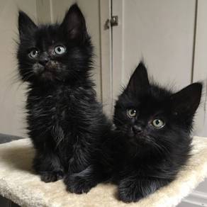 Mainecoon Black Persian Kitten