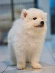 Samoyed Puppy Male 39