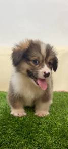 Welsh corgi looooong hair