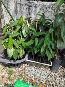 Durian D24 (Anak Pokok Semai Biji)