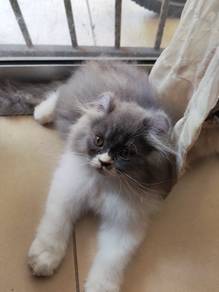 Kucing Mix Baka American curl + BLH