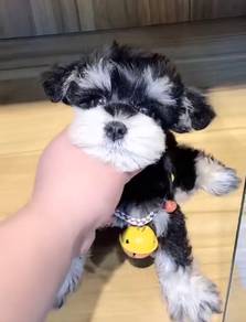 Schnauzer