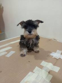 Schnauzer mini doggy 