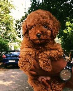 Red toy poodle 09