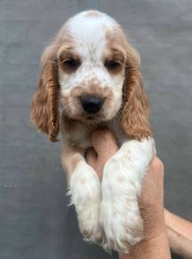 ENGLISH COCKER SPANIEL PUPPIES C52🌻 Male-Female