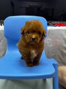 Toy Poodle Female Brown Colour