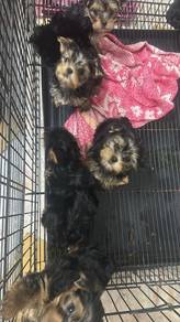Pure Breed Yorkshire Terrier (M/F) 纯种约克夏宝宝