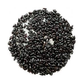 Buffalo Beetle Cleaning Crew for Dubia Roaches