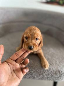 Cocker's Spaniel 2
