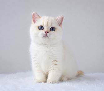 BSH Golden Point Kitten 