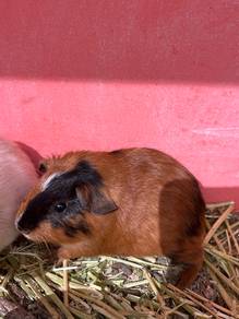 Guinea pig for Sale