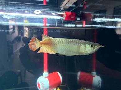 arowana super red 