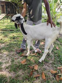 kambing betina