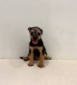 J0013 Silkese Big Eyes Teddy Small Face Puppy