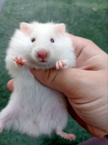hamster syrian