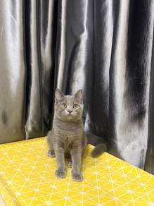 Kucing British shorthair