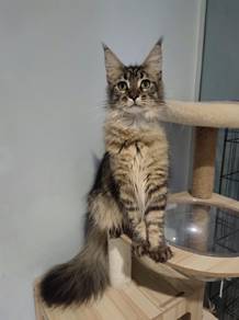 Mainecoon Kitten