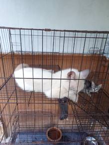 BSH Female White Colourpoint