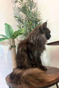 Cert Purebred Adult Female Mainecoon.