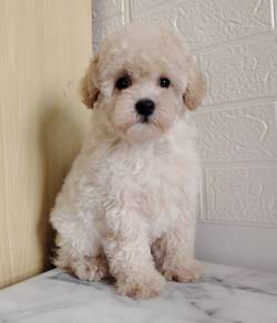 Miniature poodles