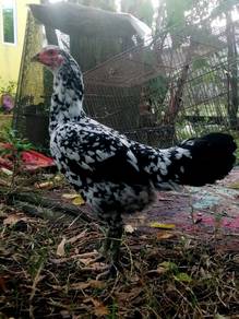Ayam rintim betina