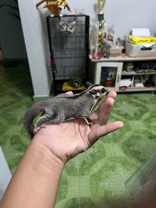 sugar glider