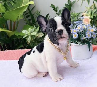 FRENCH BULLDOG PUPPIES VIP184🌻Cute & Healthy Boy