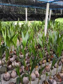 Benih kelapa rambai & SGGORI