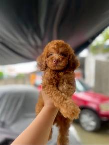 poodle2
