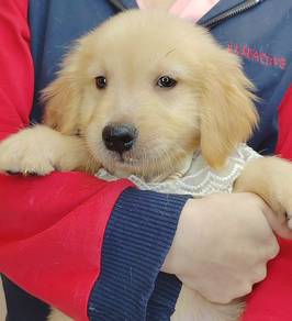 Golden Retriever