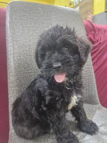 Poodle mix Australian shepherd puppies for sale
